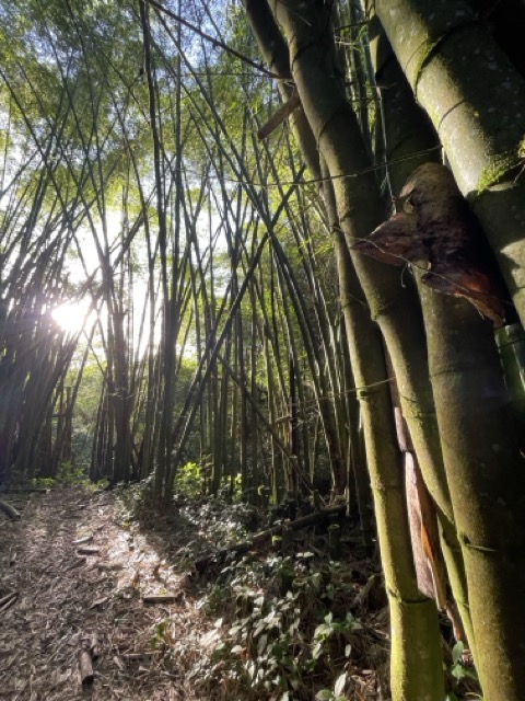 Photo 41 of 80 from the jungle