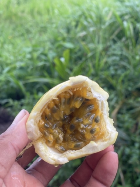 Photo 2 of 80 from the jungle