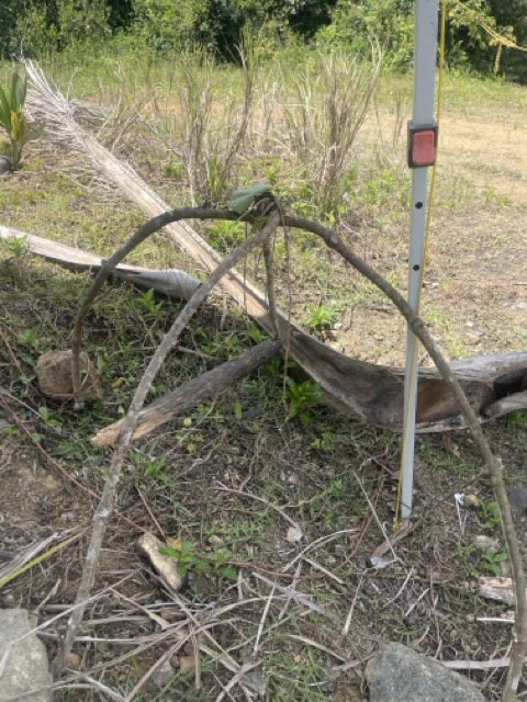 Photo 13 of 80 from the jungle
