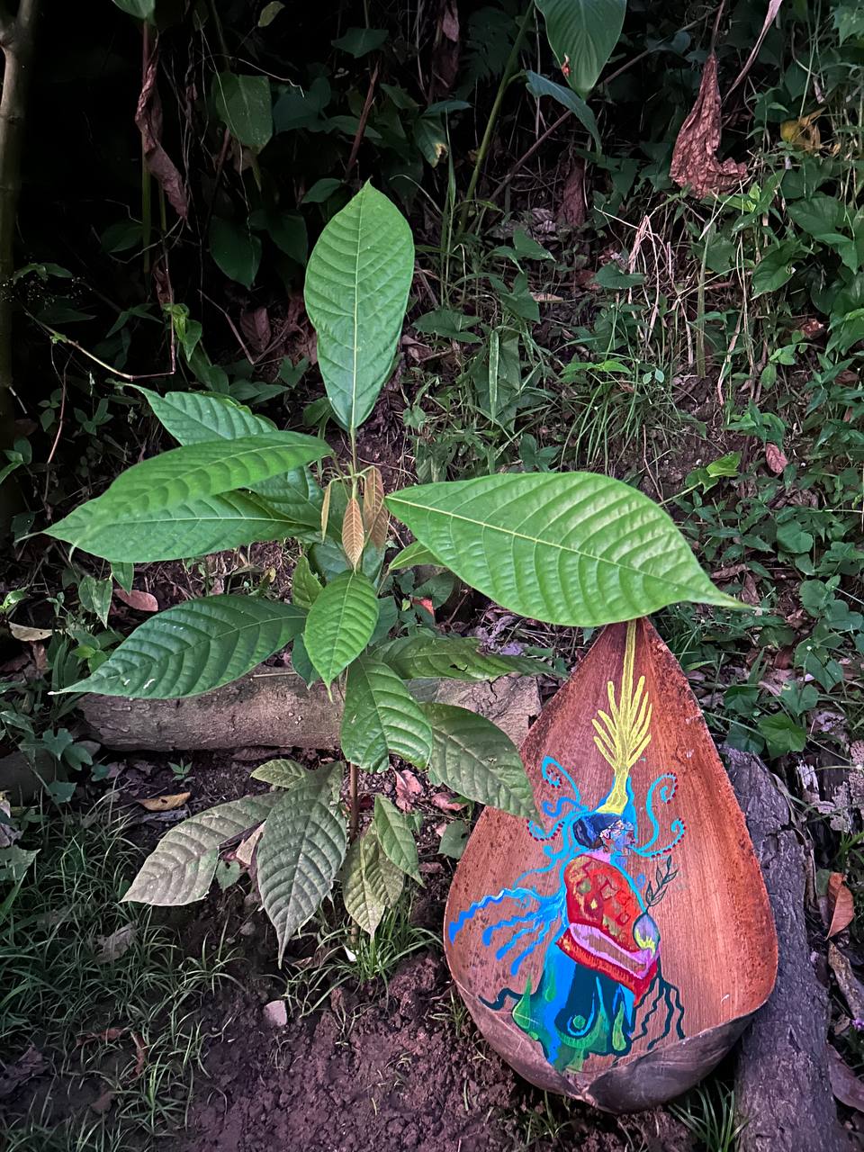Photo 16 of 80 from the jungle