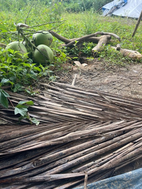 Photo 34 of 80 from the jungle