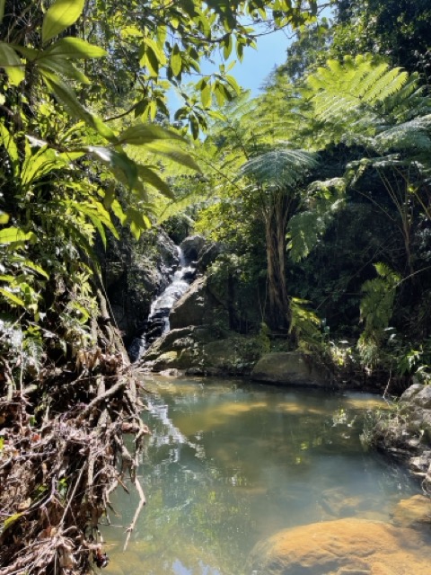 Photo 46 of 80 from the jungle