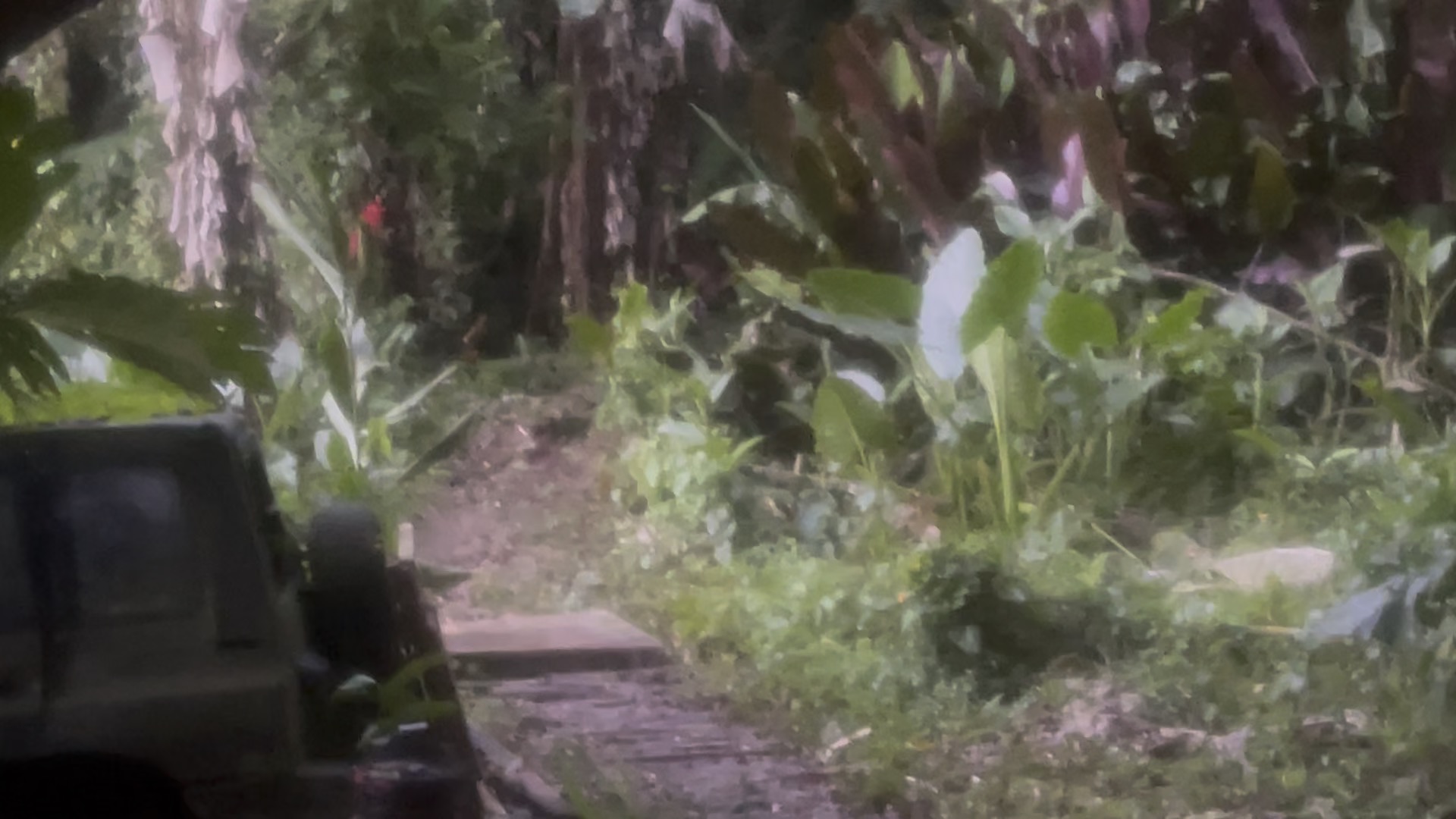 Photo 52 of 80 from the jungle