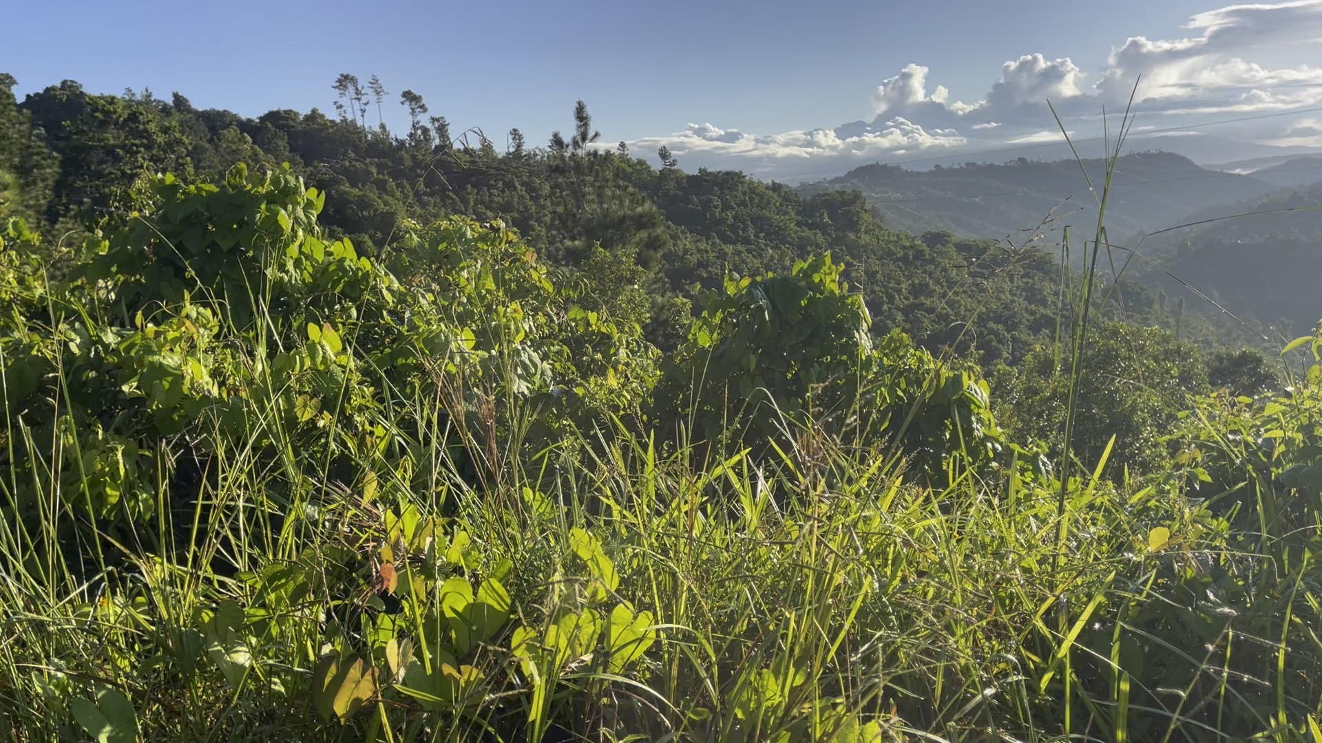 Photo 54 of 80 from the jungle