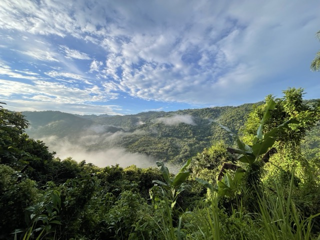 Photo 55 of 80 from the jungle