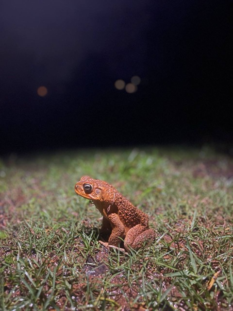 Photo 61 of 80 from the jungle